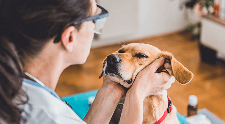 Annual Pet Exam Cincinnati