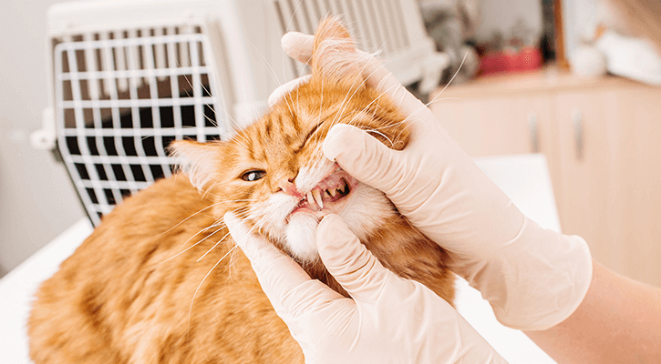 Pet Dental Care Cincinnati Cat Dental Exam