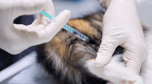 Cat Getting Vaccinated