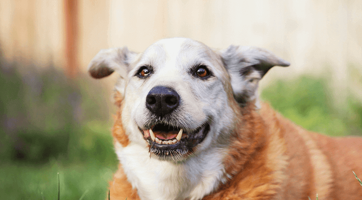 Senior Pet Care Cincinnati Senior Dog