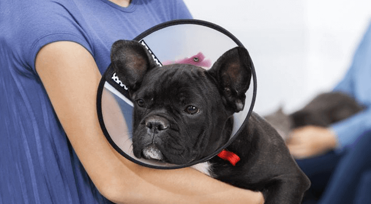 Pet Spaying Cincinnati Pet Neutering