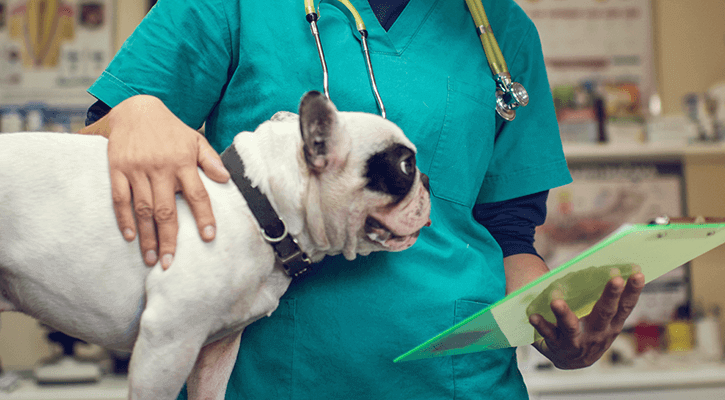 Pet Surgery Cincinnati Dog With Surgeon