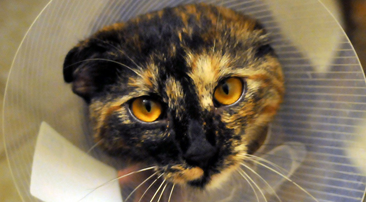 Pet Internal Medicine Cat In A Cone