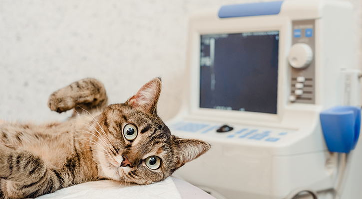 Pet Radiology Cincinnati Cat Ultrasound