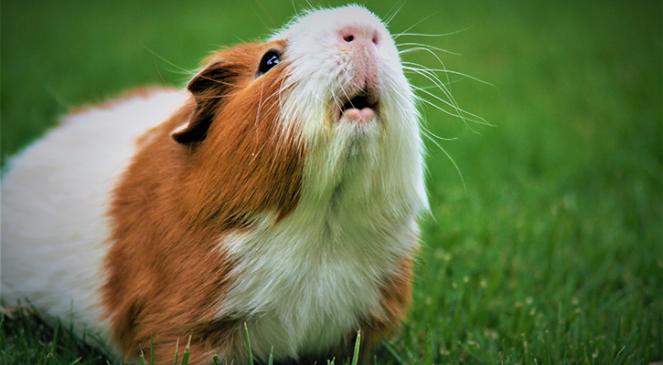 Gerbil Vet Care
