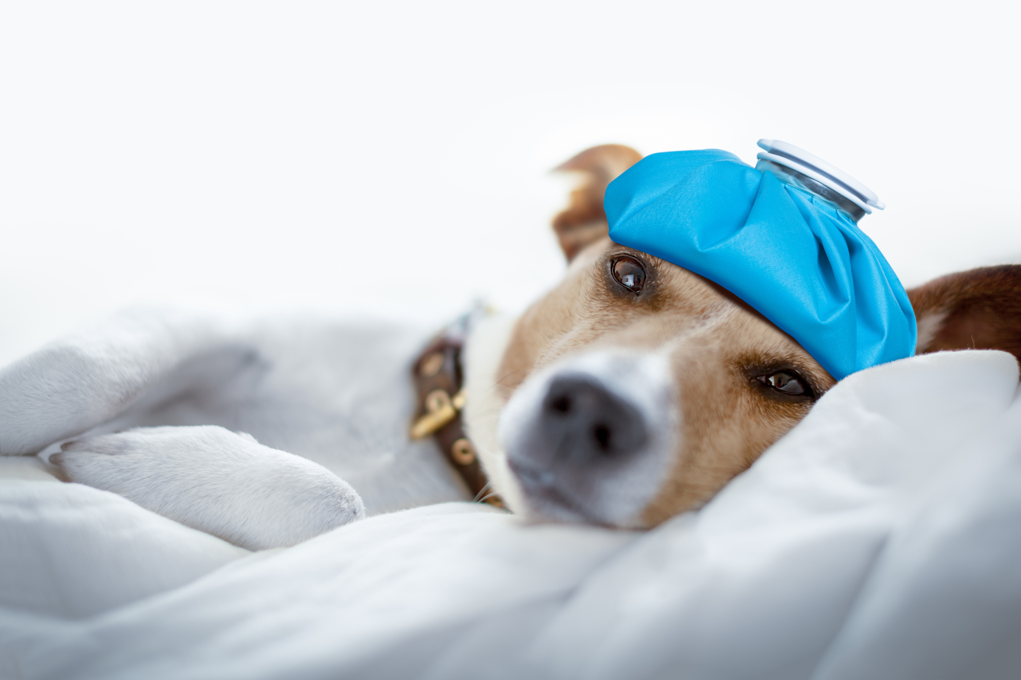 Sick Dog Laying Down With Ice Pack